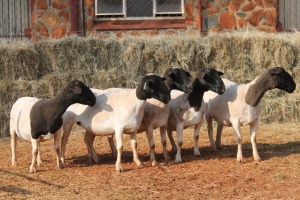 5X DORPER OOI/EWE MAGNUM BOERDERY (Pay per animal to take all in lot)