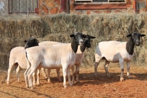 5X DORPER OOI/EWE MAGNUM BOERDERY (Pay per animal to take all in lot)