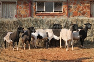 8X DORPER OOI/EWE MAGNUM BOERDERY (Pay per animal to take all in lot)