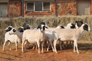 10X DORPER OOI/EWE MAGNUM BOERDERY (Pay per animal to take all in lot)