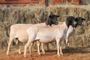 3X DORPER OOI/EWE MAGNUM BOERDERY (Pay per animal to take all in lot)