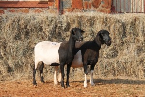 2X DORPER OOI/EWE MAGNUM BOERDERY (Pay per animal to take all in lot)