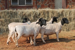 5X DORPER OOI/EWE MAGNUM BOERDERY (Pay per animal to take all in lot)