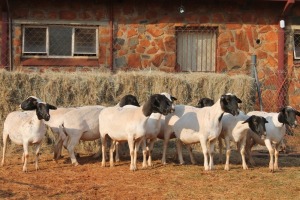 10X DORPER OOI/EWE MAGNUM BOERDERY (Pay per animal to take all in lot)