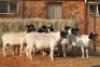 10X DORPER OOI/EWE MAGNUM BOERDERY (Pay per animal to take all in lot) - 2