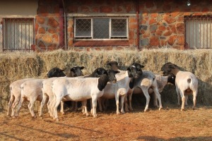 10X DORPER OOI/EWE MAGNUM BOERDERY (Pay per animal to take all in lot)