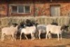 10X DORPER OOI/EWE MAGNUM BOERDERY (Pay per animal to take all in lot) - 2