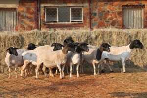 10X DORPER OOI/EWE MAGNUM BOERDERY (Pay per animal to take all in lot)