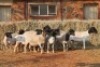 10X DORPER OOI/EWE MAGNUM BOERDERY (Pay per animal to take all in lot)