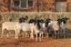 10X DORPER OOI/EWE MAGNUM BOERDERY (Pay per animal to take all in lot) - 2