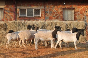 10X DORPER OOI/EWE MAGNUM BOERDERY (Pay per animal to take all in lot)