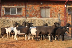 11X DORPER OOI/EWE MAGNUM BOERDERY (Pay per animal to take all in lot)