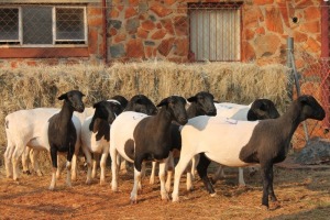 11X DORPER OOI/EWE MAGNUM BOERDERY (Pay per animal to take all in lot)