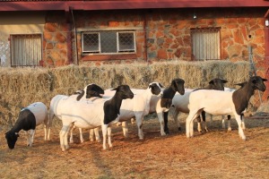 11X DORPER OOI/EWE MAGNUM BOERDERY (Pay per animal to take all in lot)