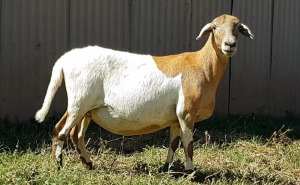 1X OOI/EWE B3 Genetics - Charles Freeme - 074 207 0007