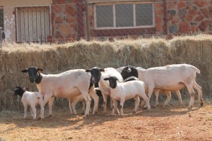 4+4X DORPER OOI/EWE MAGNUM BOERDERY (Pay per animal to take all in lot)