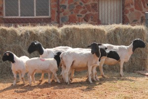 4+4X DORPER OOI/EWE MAGNUM BOERDERY (Pay per animal to take all in lot)