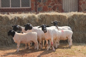 4+5X DORPER OOI/EWE MAGNUM BOERDERY (Pay per animal to take all in lot)