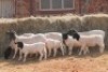 4+5X DORPER OOI/EWE MAGNUM BOERDERY (Pay per animal to take all in lot) - 2