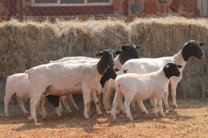 4+5X DORPER OOI/EWE MAGNUM BOERDERY (Pay per animal to take all in lot)