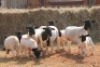 4+5X DORPER OOI/EWE MAGNUM BOERDERY (Pay per animal to take all in lot) - 2