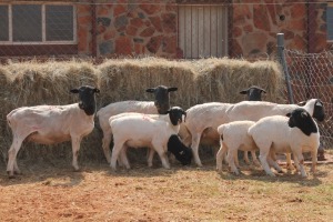 4+5X DORPER OOI/EWE MAGNUM BOERDERY (Pay per animal to take all in lot)