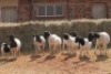 4+5X DORPER OOI/EWE MAGNUM BOERDERY (Pay per animal to take all in lot) - 2