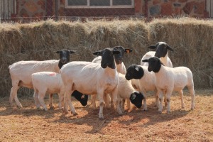 4+4X DORPER OOI/EWE MAGNUM BOERDERY (Pay per animal to take all in lot)