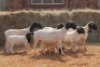 4+4X DORPER OOI/EWE MAGNUM BOERDERY (Pay per animal to take all in lot) - 2