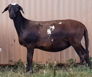 1X OOI/EWE B3 Genetics - Charles Freeme - 074 207 0007 (Highest Bidder may choose A, B or C of Lot round or take all - Pay per piece. Choice once per Lot round, Rest to take all)