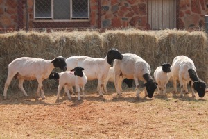 4+5X DORPER OOI/EWE MAGNUM BOERDERY (Pay per animal to take all in lot)