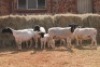 4+5X DORPER OOI/EWE MAGNUM BOERDERY (Pay per animal to take all in lot) - 2
