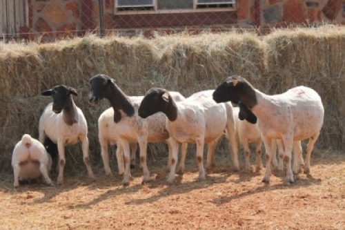 4+4X DORPER OOI/EWE MAGNUM BOERDERY (Pay per animal to take all in lot)
