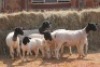 4+4X DORPER OOI/EWE MAGNUM BOERDERY (Pay per animal to take all in lot) - 2