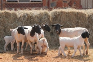 4+3X DORPER OOI/EWE MAGNUM BOERDERY (Pay per animal to take all in lot)