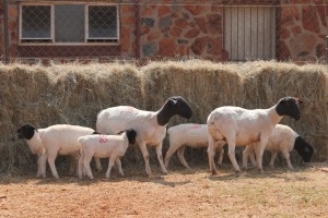 2+5X DORPER OOI/EWE MAGNUM BOERDERY (Pay per animal to take all in lot)