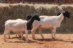 5X DORPER OOI/EWE MAGNUM BOERDERY (Pay per animal to take all in lot)