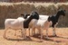 5X DORPER OOI/EWE MAGNUM BOERDERY (Pay per animal to take all in lot) - 2