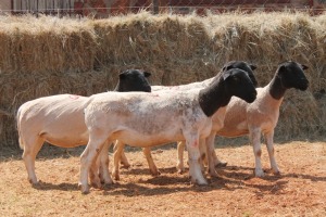 5X DORPER OOI/EWE MAGNUM BOERDERY (Pay per animal to take all in lot)