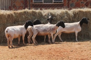 5X DORPER OOI/EWE MAGNUM BOERDERY (Pay per animal to take all in lot)