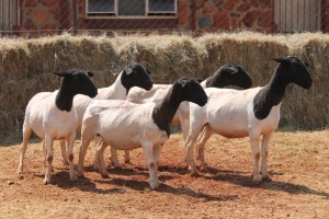 5X DORPER OOI/EWE MAGNUM BOERDERY (Pay per animal to take all in lot)