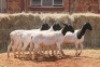 5X DORPER OOI/EWE MAGNUM BOERDERY (Pay per animal to take all in lot) - 2