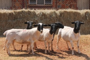 5X DORPER OOI/EWE MAGNUM BOERDERY (Pay per animal to take all in lot)