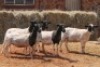 5X DORPER OOI/EWE MAGNUM BOERDERY (Pay per animal to take all in lot) - 2