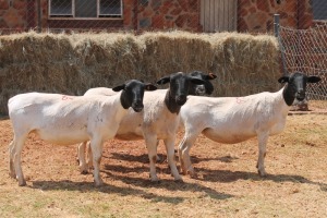 5X DORPER OOI/EWE MAGNUM BOERDERY (Pay per animal to take all in lot)