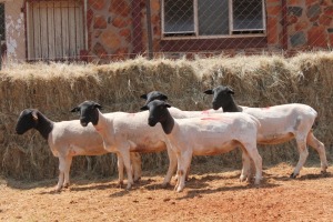 5X DORPER OOI/EWE MAGNUM BOERDERY (Pay per animal to take all in lot)