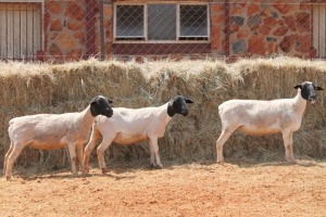 3X DORPER OOI/EWE MAGNUM BOERDERY (Pay per animal to take all in lot)