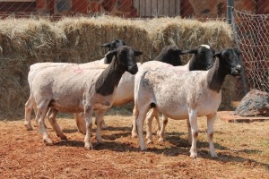 5X DORPER OOI/EWE MAGNUM BOERDERY (Pay per animal to take all in lot)