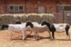 5X DORPER OOI/EWE MAGNUM BOERDERY (Pay per animal to take all in lot) - 2