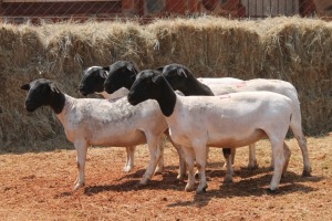 5X DORPER OOI/EWE MAGNUM BOERDERY (Pay per animal to take all in lot)